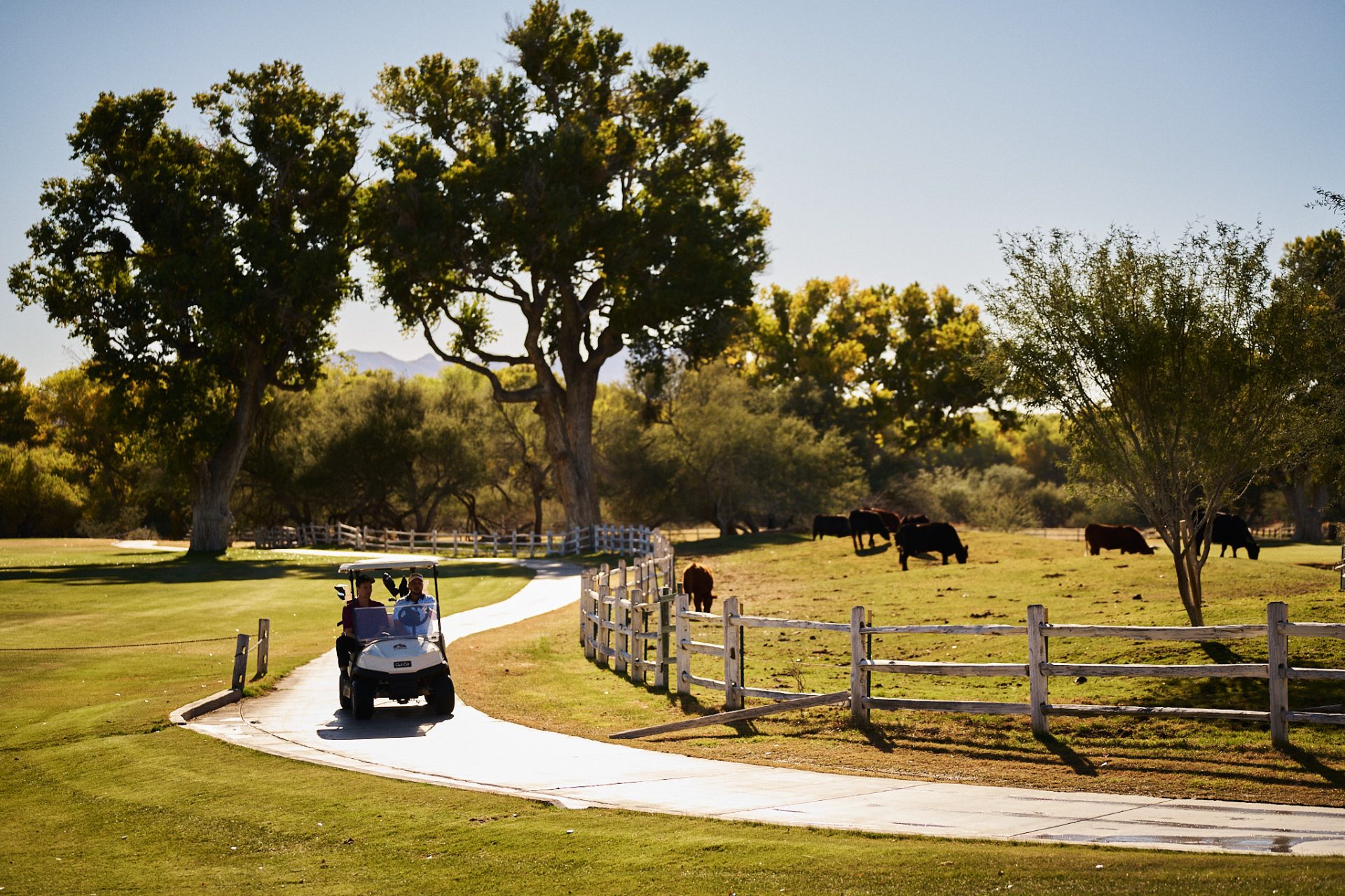 Golf cart pulling around cows at Tubac Golf Resort & Spa